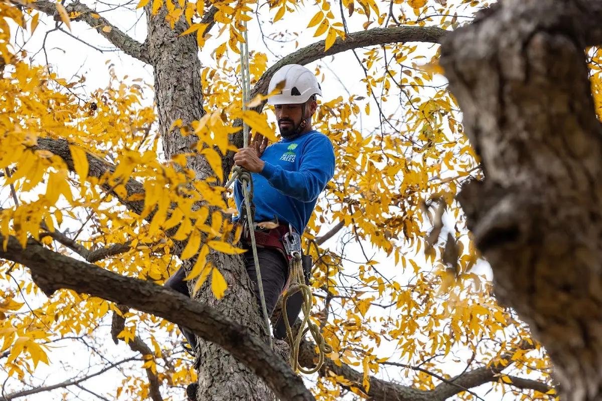 Skilled Tree Pruning crew working in Belmont