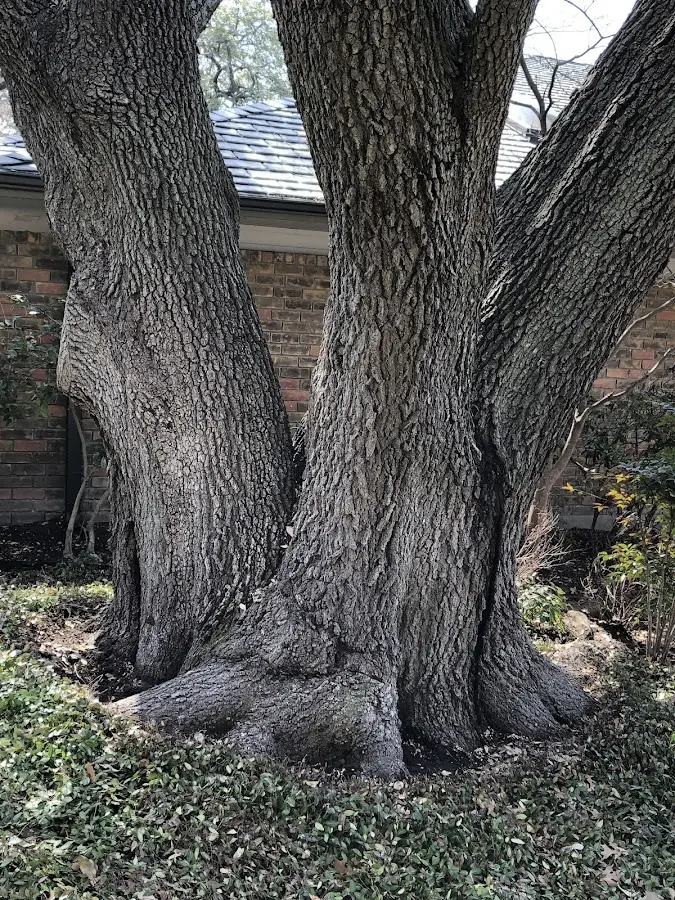 Mature heritage tree close to a Belmont property cared for by certified arborists